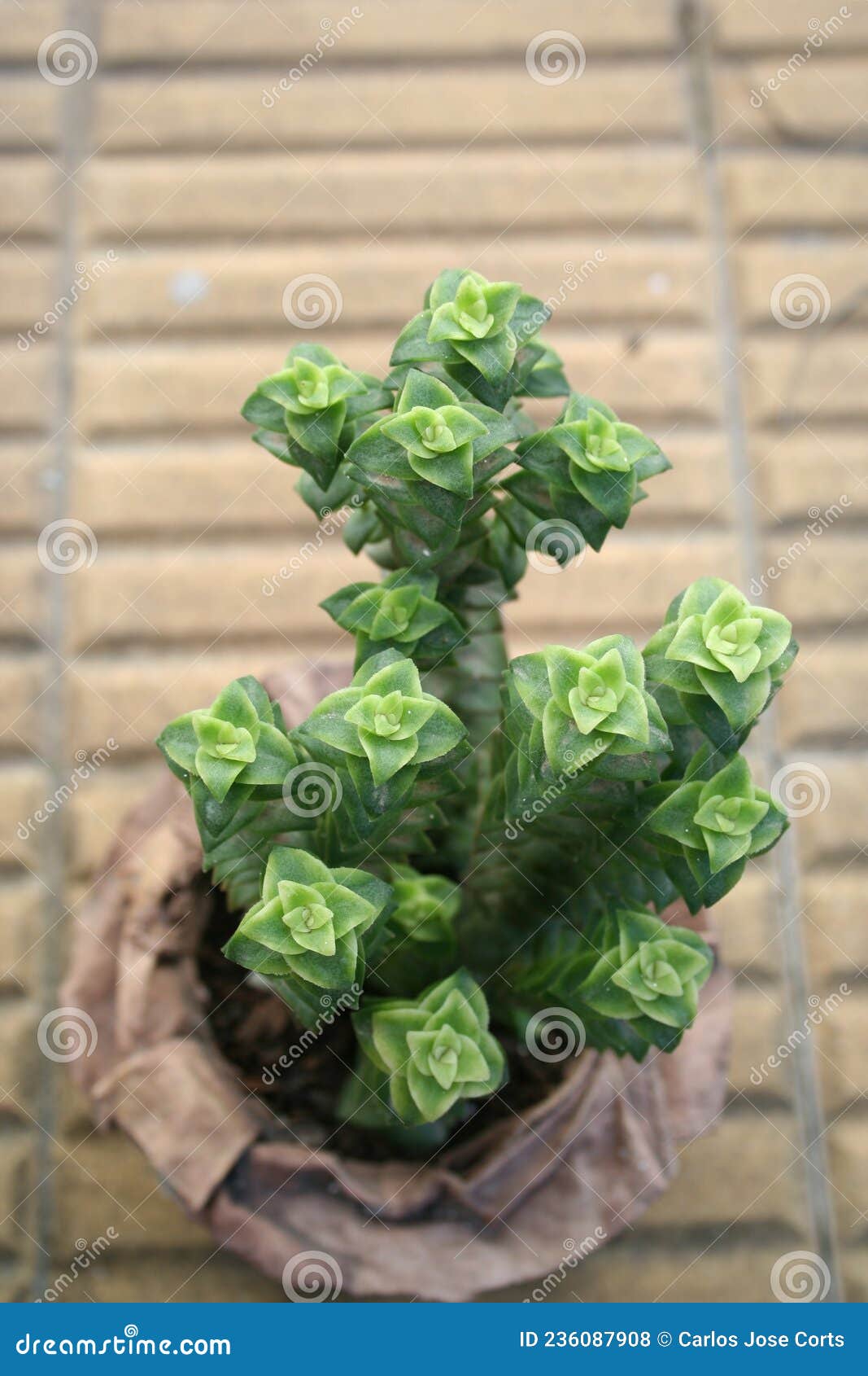 succulent crÃÂ sula perforata in the  of stars with green rosettes in its pot